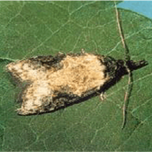 桃小食心虫性诱芯