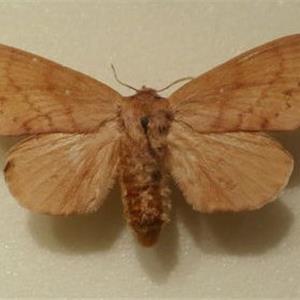 油松毛虫性诱芯