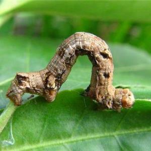 茶尺蠖性诱芯