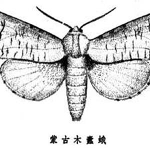 蒙古木蠹蛾性诱芯