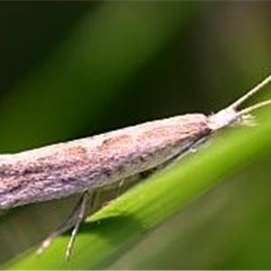 小菜蛾性诱芯