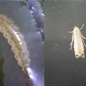 柑桔潜叶蛾性诱芯